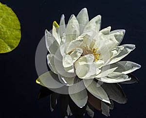 White water lily