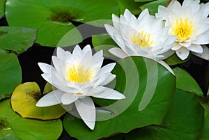 White water lily