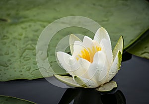 White water lily