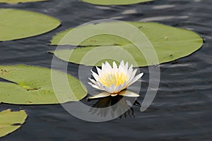 White water lily