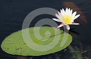 White water lily