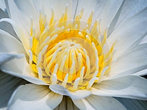 White water lily