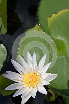 White water lily