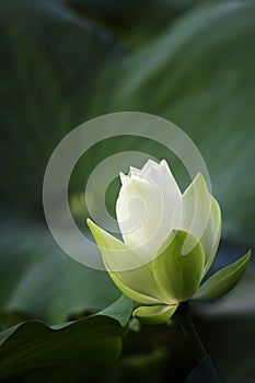 White Water lily