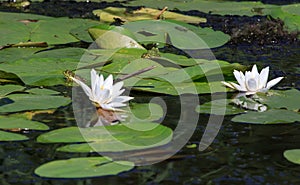 White water lily and a bees
