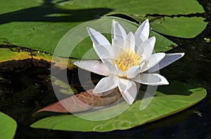 White water lily and a bees