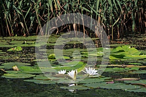 White water lily and a bees