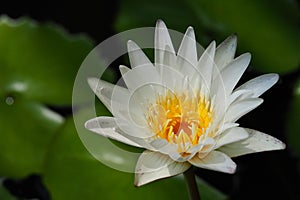 white water lily blooming in the pond green leaf background
