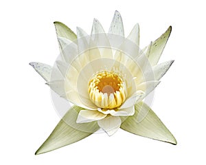 White water lily, Blooming water lily flower isolated on white background, with clipping path
