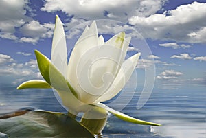 White water lily blossom among green algae in the lake