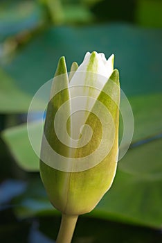 White water lily blossom among green algae in the lake