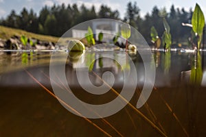 White water lily bud in the lake