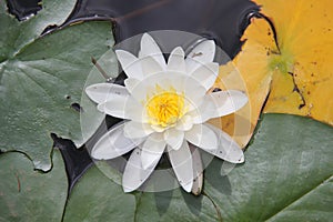 White water lily on Christina Lake, British Columbia