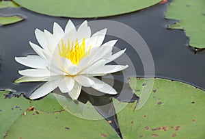 White water lily
