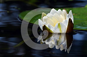 White water lily close up. water lily flower.