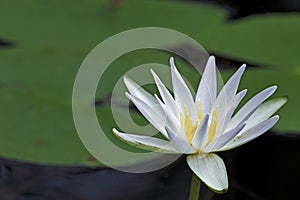 White Water Lily in Fakahatchee Strand Preserve State Park, Florida