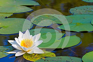 white water lily float on a lake