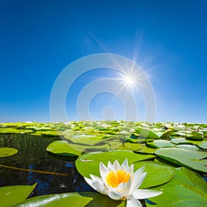 White water lily floating on lake among waterplant at summer sunny day