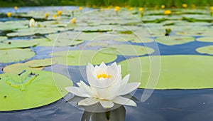 White water lily floating in a river