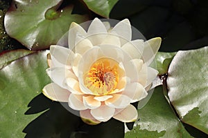 White water lily floating in a sunlit pond