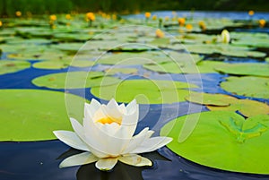 white water lily floating on a water