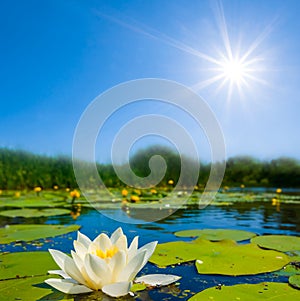 white water lily floating on a water at summer sunny day