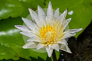White water lily flower.
