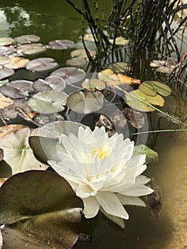 White Water Lily Flower In Bloom