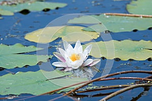 White water lily flower in bloom