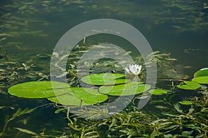 White water lily flower and leaves on the water`s surface