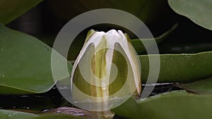White water lily flower. Video of Nymphaea blooming in the pond. .Zoom effect