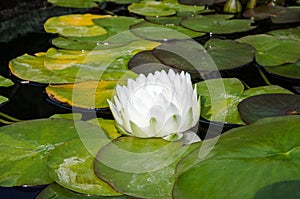 White water lily flowering on a pond