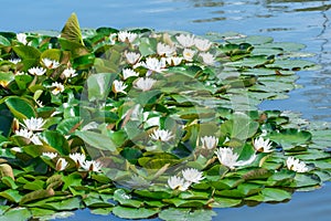 White water lily grows in clear pond. Group flowers lotus of blooming in lake.