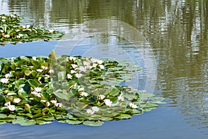 White water lily grows in clear pond. Group flowers lotus of blooming in lake.