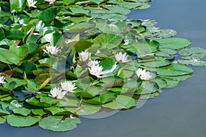 White water lily grows in clear pond. Group flowers lotus of blooming in lake.