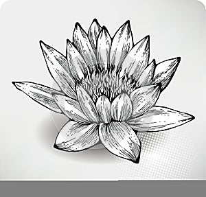 White water lily hand drawing