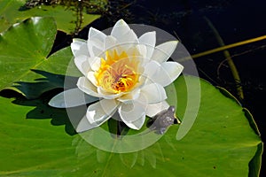 White water lily on the lake (Nymphaea alba)