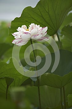 White water lily and leaves