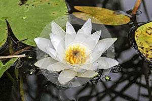 White water lily among the leaves on the river close up photo