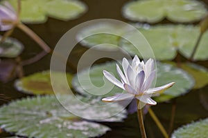 White water lily on lilypads in a pond in Java