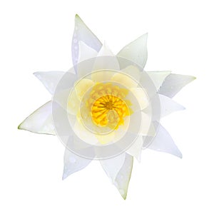 White water lily lotus