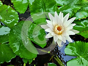 White water lily or lotus flower with green leaf