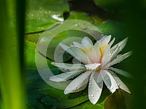 White water lily or lotus flower Marliacea Rosea in garden pond. Close-up of Nymphaea with water drops on blurry green water