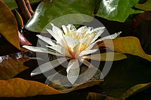 White water lily or lotus flower Marliacea Rosea in garden pond. Close-up of Nymphaea with water drops on dark wet leaves backgrou