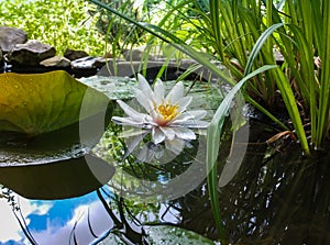 White water lily or lotus flower Marliacea Rosea reflected in pond water mirror with blue sky and leaves.