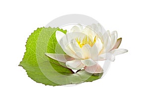 White water lily or lotus isolated on white background photo