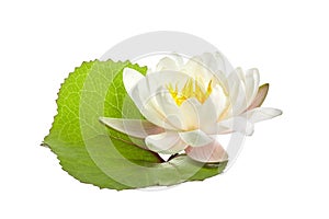 White water lily or lotus isolated on white background