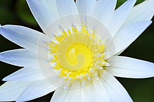 White water lily macro close up backgrounds