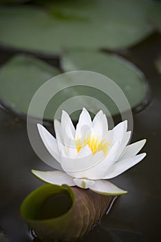 White water lily (Nymphaea alba)