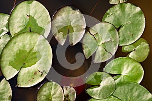 White water lily - nymphaea alba